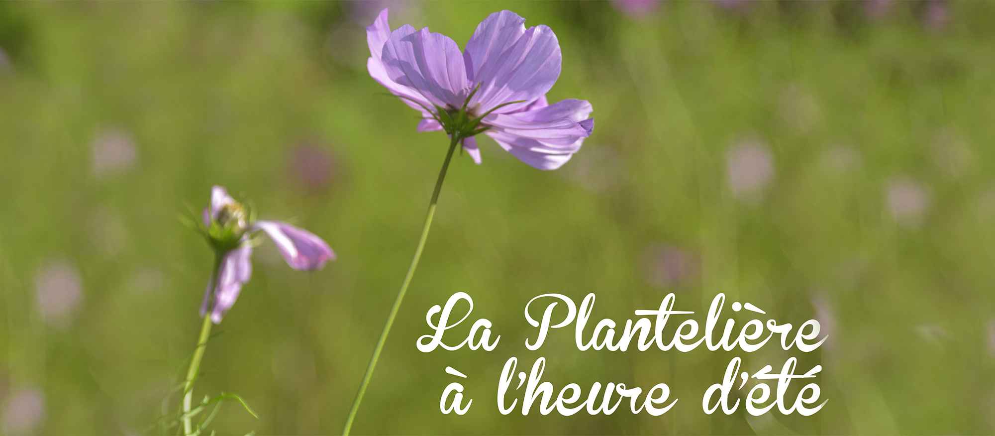 planteliereété